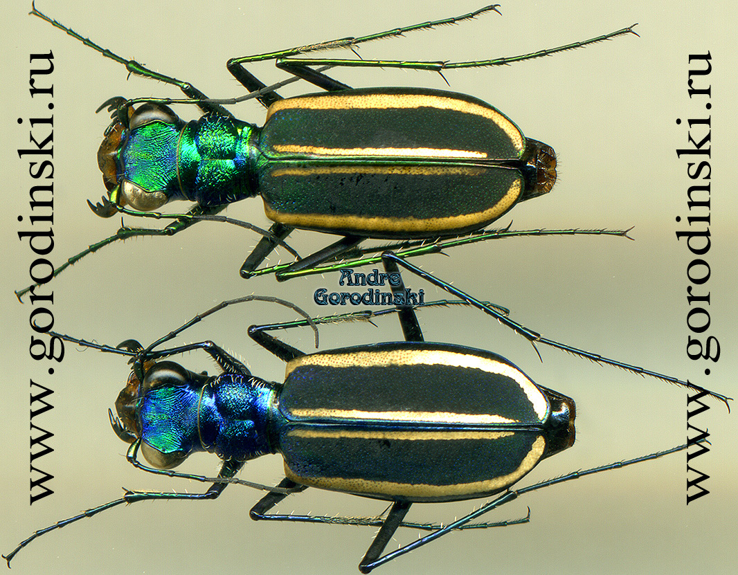 http://www.gorodinski.ru/cicindela/Ropaloteres desgodinsi form.jpg